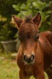 Foal Nella de Blinkert