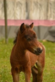 Foal Nella de Blinkert