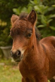 Foal Nella de Blinkert