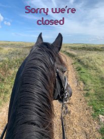 horse on bridleway