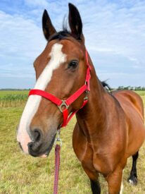 Paard Rijstal De Blinkert