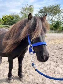 Paard Rijstal De Blinkert