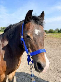 Paard Rijstal De Blinkert