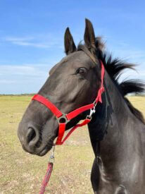 Paard Rijstal De Blinkert