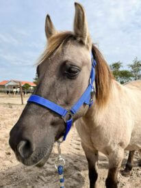 Paard Rijstal De Blinkert