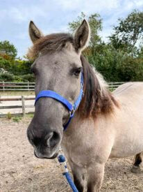 Paard Rijstal De Blinkert