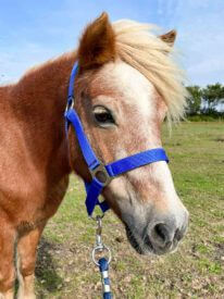 Paard Rijstal De Blinkert