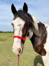 Paard Rijstal De Blinkert