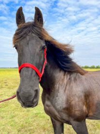 Paard Rijstal De Blinkert