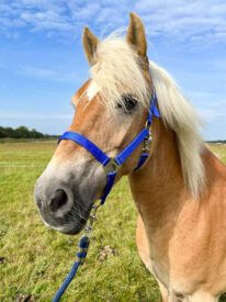 Paard Rijstal De Blinkert