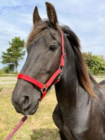 Paard Rijstal De Blinkert