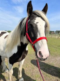 Paard Rijstal De Blinkert