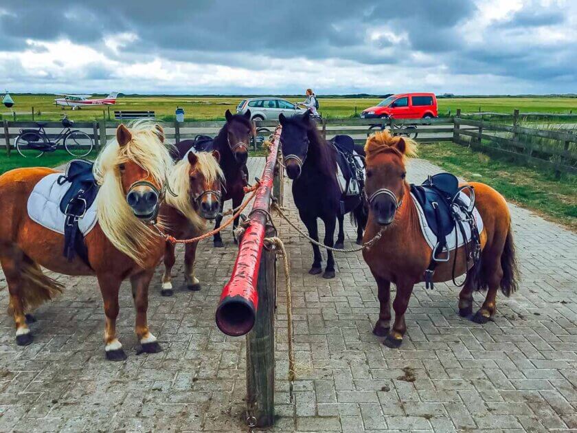 Guided walking pony rides Rijstal De Blinkert